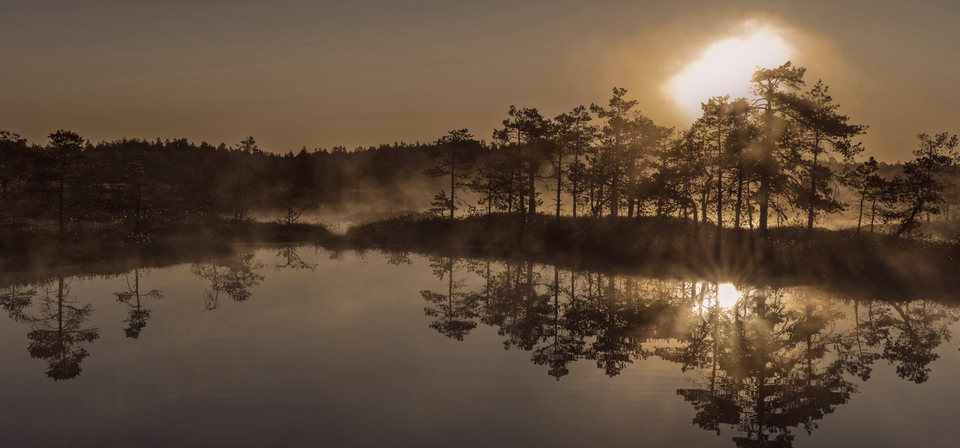 Sunrise mist over still water at the edge of a pine treeline in the East Texas piney woods.
